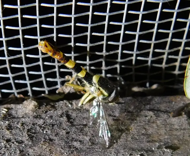 Sphaerophoria