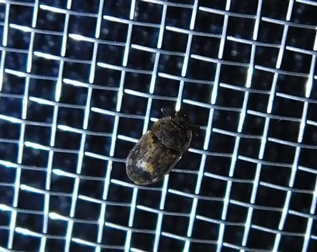 Soronia grisea - pettyegetett fénybogár