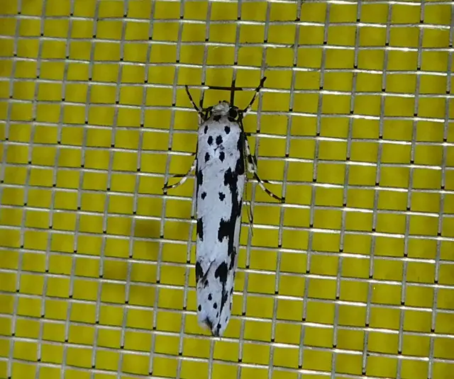 Ethmia