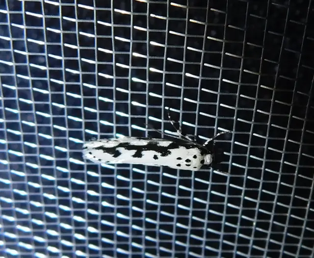 Ethmia