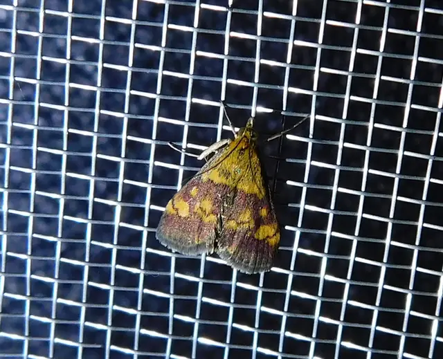 Pyrausta aurata - aranyló bíbormoly