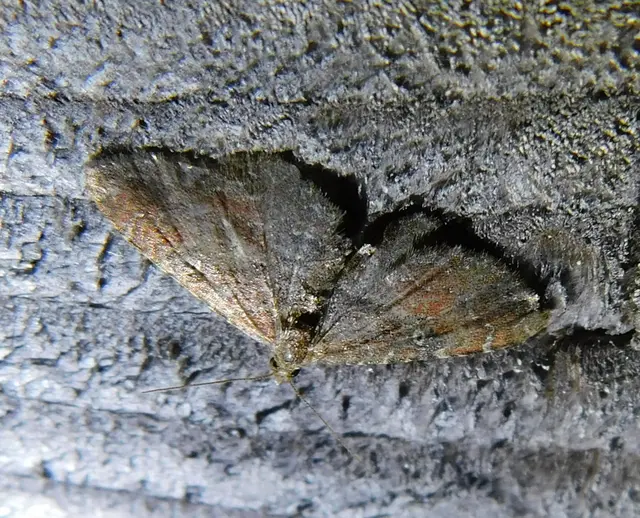 Orthonama obstipata - vándoraraszoló