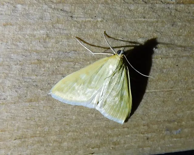 Sitochroa verticalis - világossárga dudvamoly