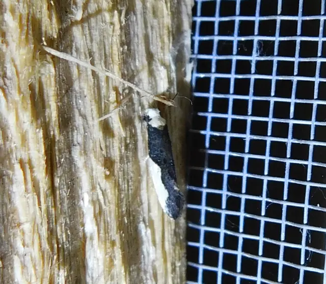 Monopis monachella - apácamoly