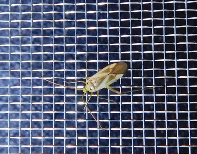 Adelphocoris lineolatus - lucernapoloska