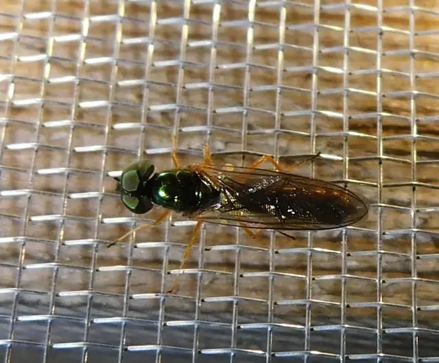 Stratiomyidae - katonalégyfélék