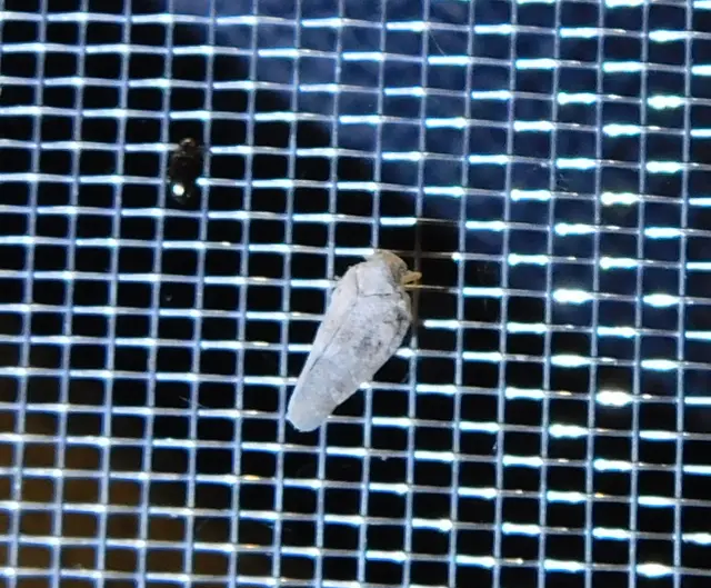 Metcalfa pruinosa - amerikai lepkekabóca