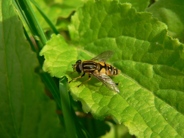Helophilus pendulus - közönséges mocsárilégy