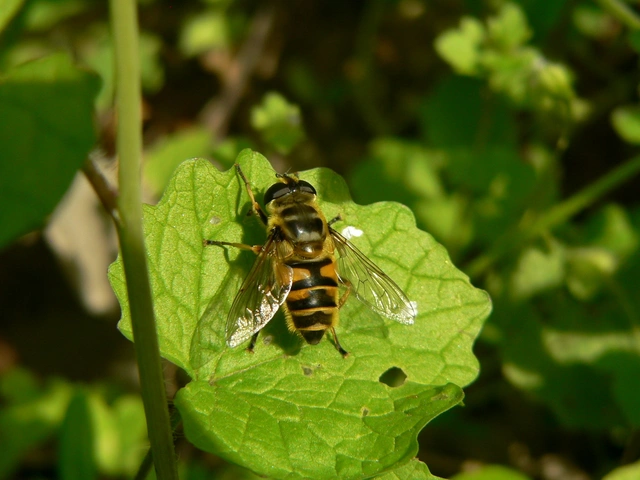 Myathropa florea - halálfejes odúlégy
