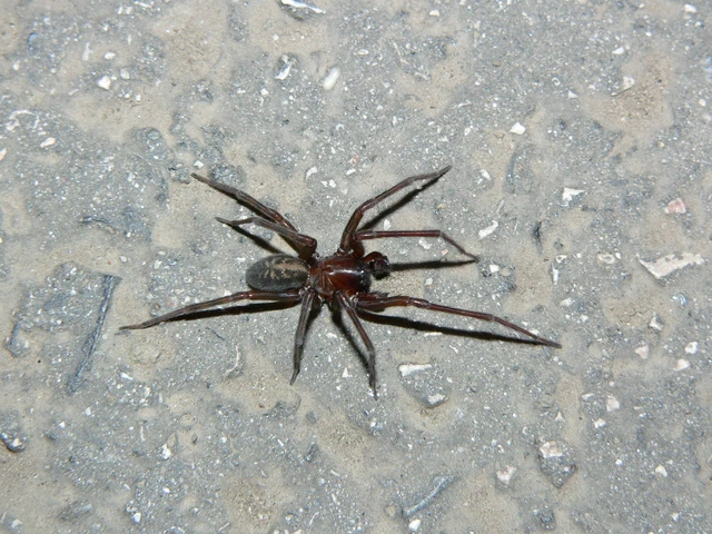Amaurobius ferox - nagy eretnekpók