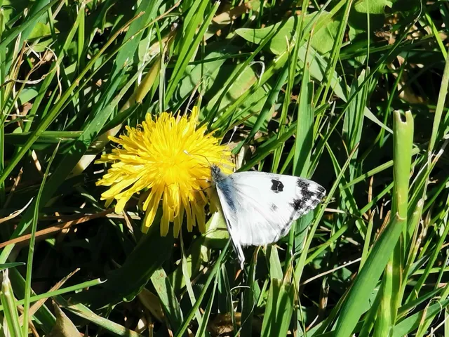 Pontia edusa - rezedalepke