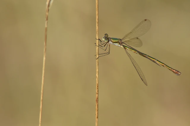 Lestes virens vestalis - kis rablószitakötő