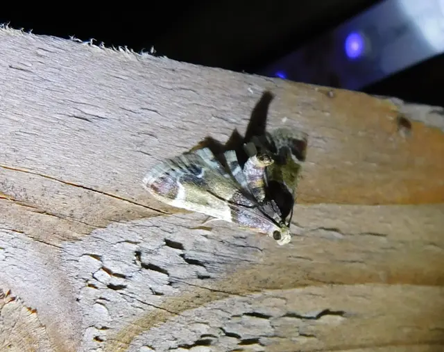 Pyralis farinalis - lisztilonca
