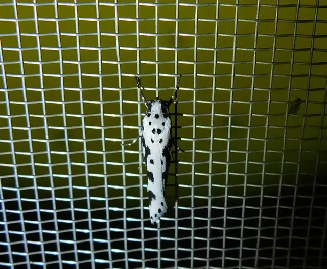 Ethmia