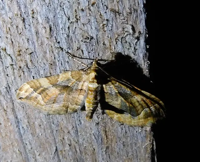 Pelurga comitata - nagy tarkaaraszoló