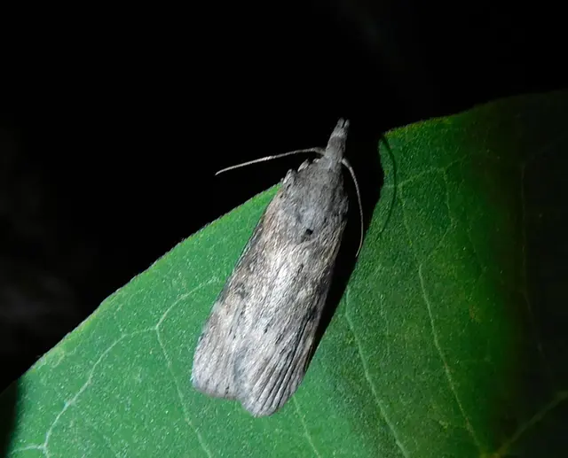 Lamoria