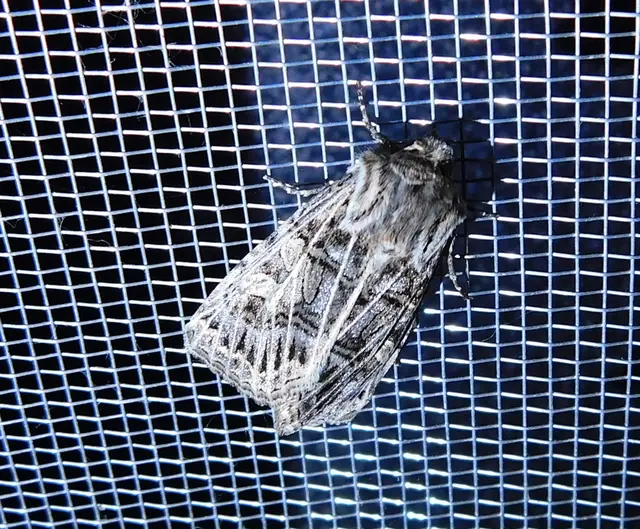 Tholera decimalis - közönséges fésűsbagoly