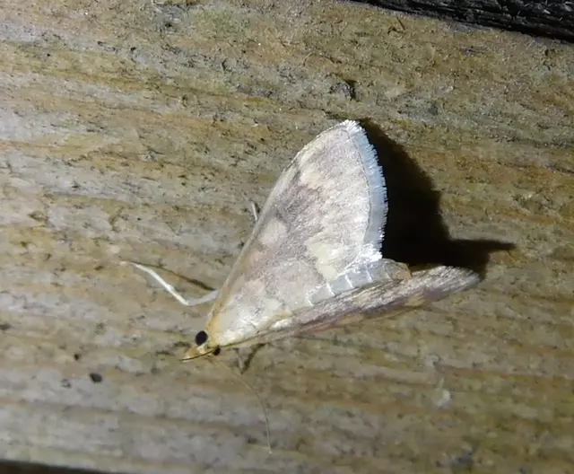 Ostrinia nubilalis - kukoricamoly