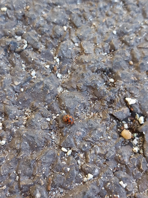 Subcoccinella vigintiquatuorpunctata - lucernaböde