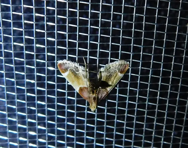 Pyralis farinalis - lisztilonca