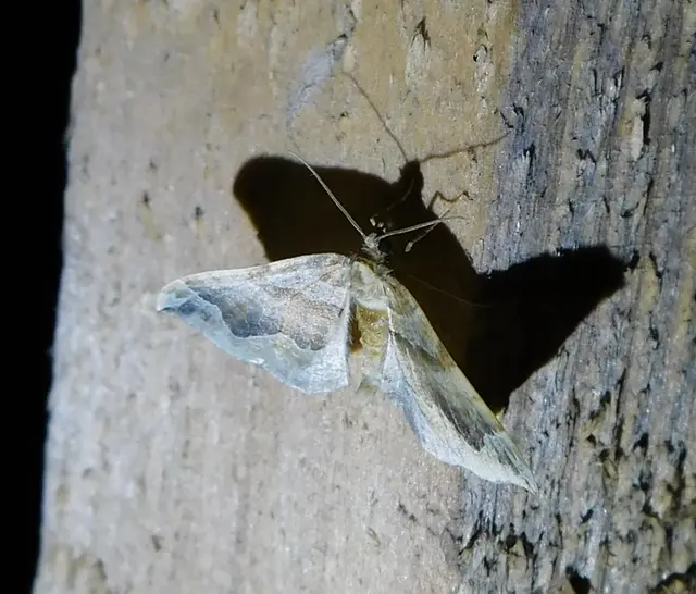 Pelurga comitata - nagy tarkaaraszoló