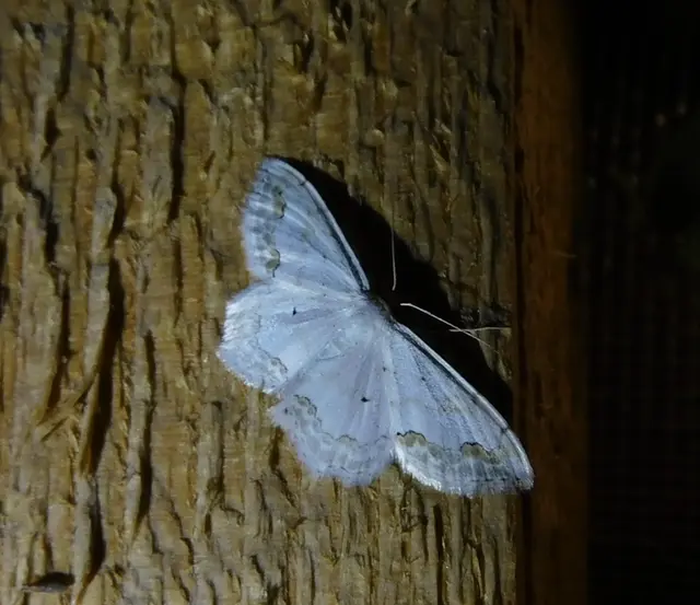 Scopula ornata - díszes fehéraraszoló