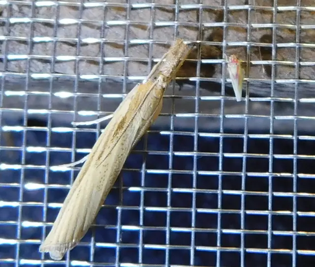 Zygina tithide