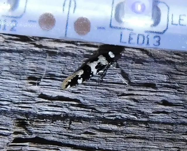 Neurothaumasia ankerella - magyarmoly