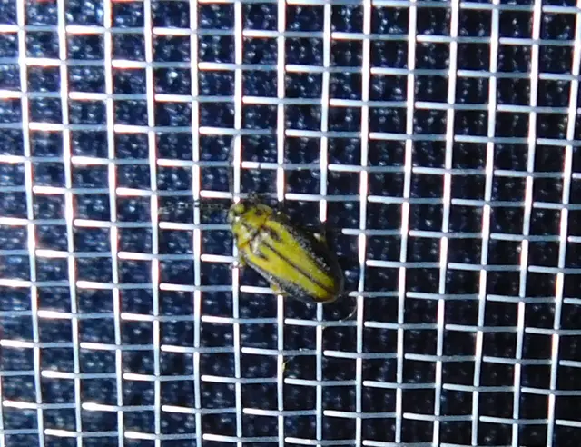 Xanthogalerucella luteola - szilfa-olajosbogár