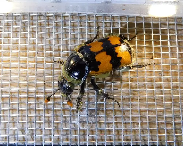Nicrophorus vespillo - közönséges temetőbogár
