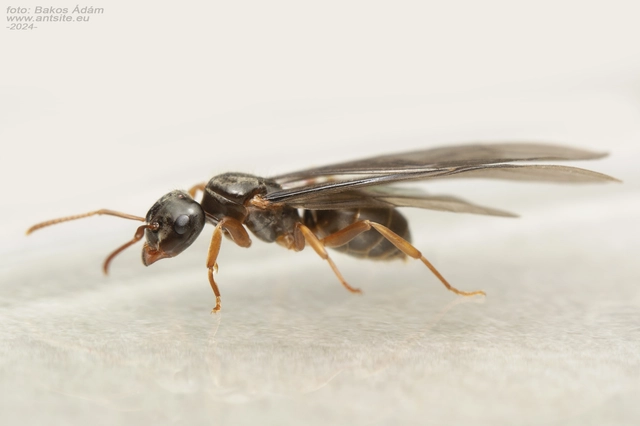 Lasius bicornis - ritka borostyánhangya