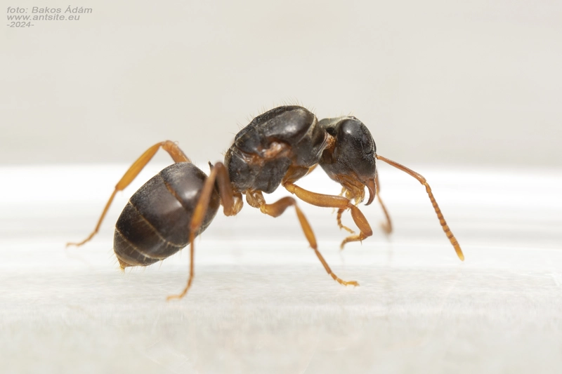 Lasius bicornis - ritka borostyánhangya