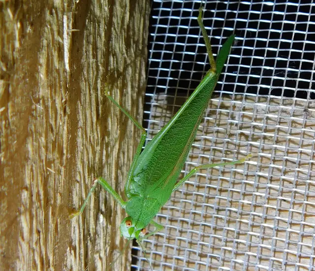 Phaneroptera nana - pontozott repülőszöcske