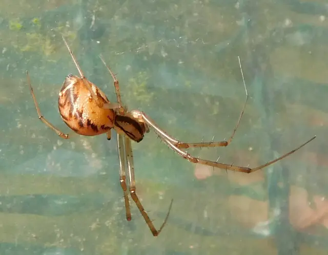 Linyphia triangularis - háromszöges vitorláspók