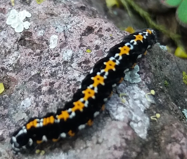 Ethmia