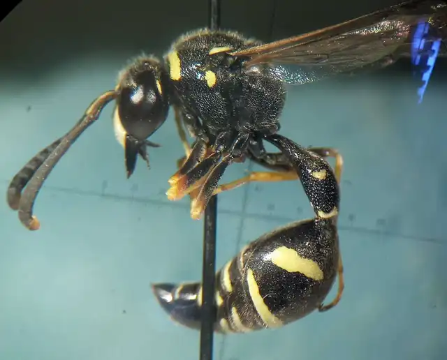 Eumenes sareptanus