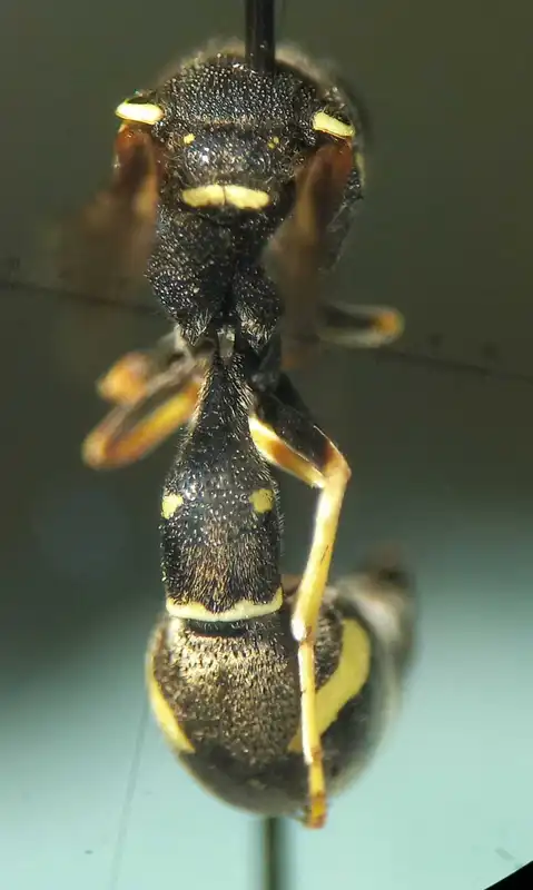 Eumenes sareptanus