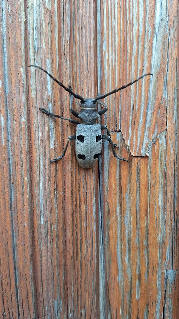 Morimus asper funereus - gyászcincér