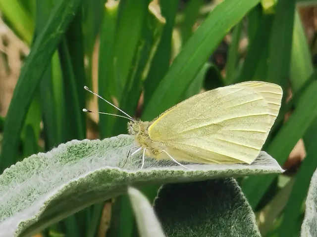 Pieris brassicae - káposztalepke