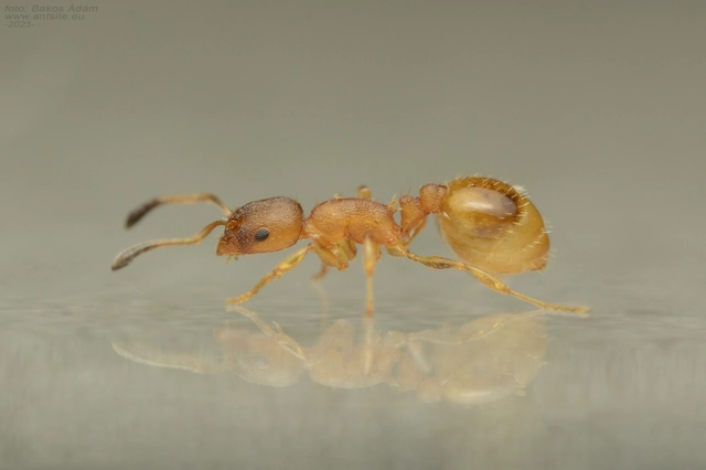 Temnothorax interruptus - kormosképű kéreghangya