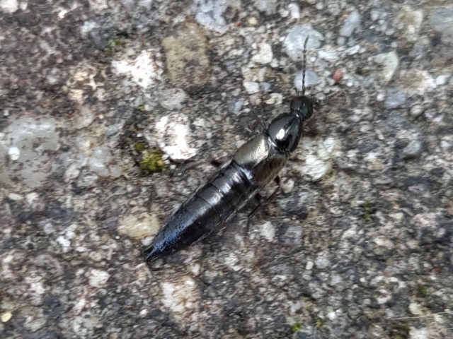 Philonthus concinnus - közönséges ganajholyva