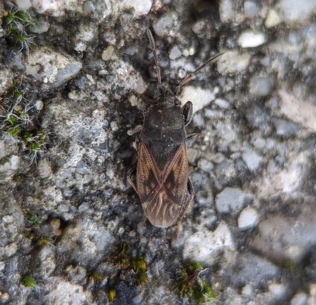Megalonotus sabulicola
