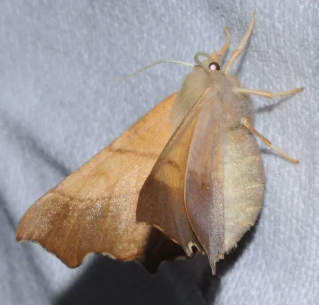 Ennomos fuscantaria - kőris-levélaraszoló