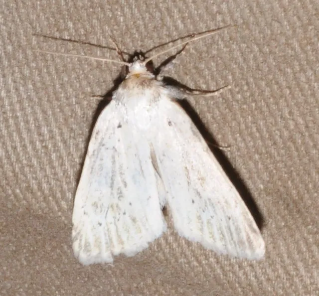 Photedes morrisii simonyisandori - Simonyi Sándor sásbaglya