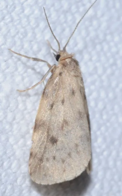 Thumata senex - mocsári medvelepke