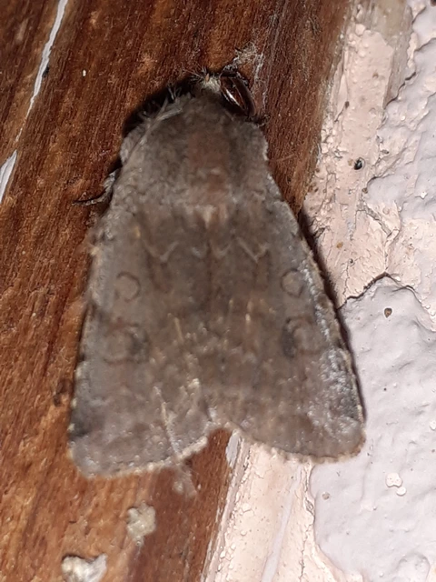Cerastis rubricosa - vörhenyes tavaszibagoly