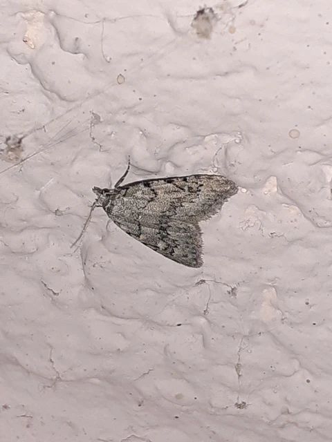 Nola cicatricalis - szürke pamacsosszövő