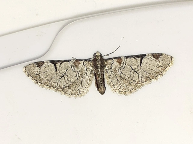 Eupithecia insigniata - hálózatos törpearaszoló