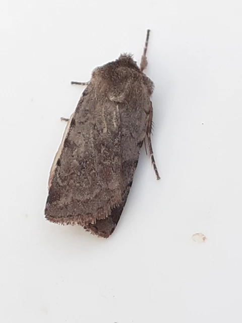 Cerastis rubricosa - vörhenyes tavaszibagoly
