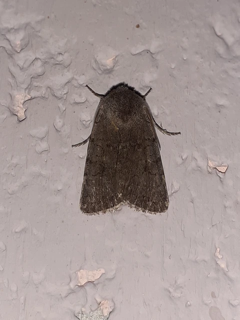 Cerastis rubricosa - vörhenyes tavaszibagoly